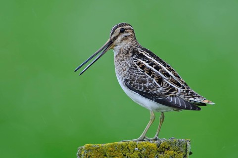 Common Snipe (Gallinago gallinago), Lower Saxony, Germany, Europe