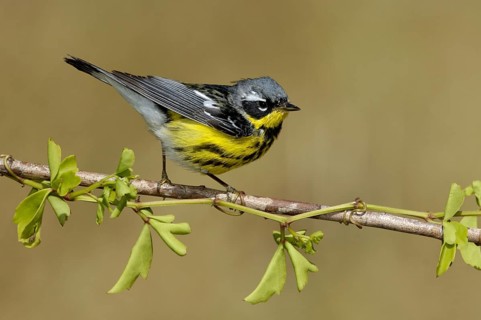 Magnolia Warbler (Setophaga magnolia), Texas, USA, North America