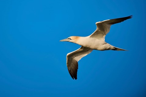Northern gannet (Morus bassanus) flying in the sky at sunset, wildlife, Helgoland, Germany, Europe