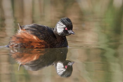 White-tufted Grebe (Rollandia rolland), Lago Huacarpay Reserve, Peru, South America