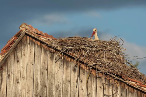White stork (ciconia ciconia) incubating its eggs on its nest. The scene is peaceful and serene.