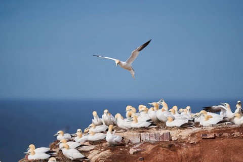 Northern gannet (Morus bassanus) flying over the cliffs, wildlife, Helgoland, Germany, Europe