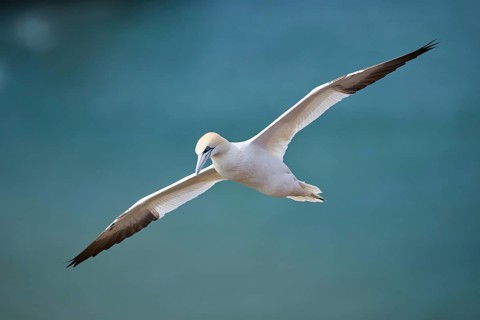 Northern gannet (Morus bassanus) flying over the sea, wildlife, Helgoland, Germany, Europe