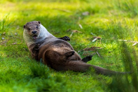 An otter lies on its back on a green meadow and looks playful, European otter (Lutra lutra),