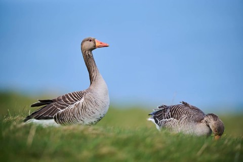 Greylag goose (Anser anser) on a field, wildlife, Helgoland, Germany, Europe