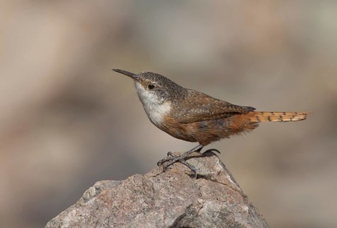 Canyon Wren (Catherpes mexicanus), Arizona, USA, North America