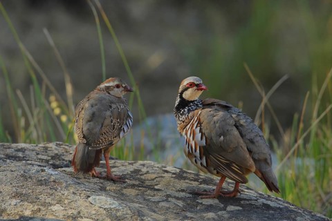Red-legged Partridge (Alectoris rufa), Andalusia, Spain, Europe
