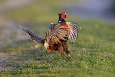 Common Pheasant (Phasianus colchicus) male mating, Lower Saxony, Germany, Europe