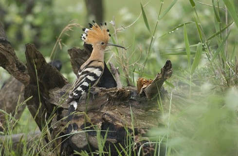 Eurasian Hoopoe (Upupa epops), Burgenland, Austria, Europe
