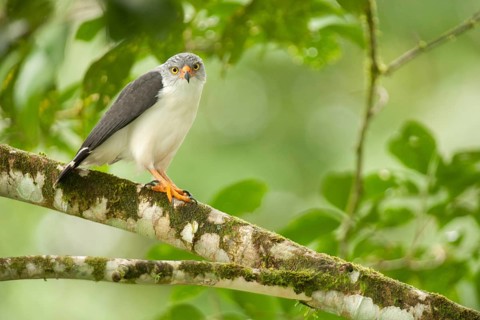 Semiplumbeous Hawk (Leucopternis semiplumbeus), Costa Rica, Central America