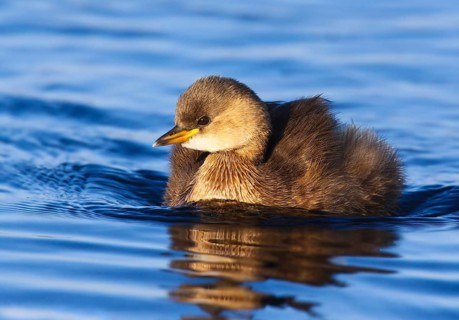 Little Grebe (Tachybaptus ruficollis), Peniche, Portugal, Europe