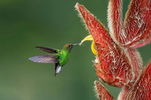 Coppery-headed Emerald (Elvira cupreiceps), Costa Rica, Central America