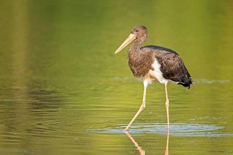 Black Stork (Ciconia nigra) juvenile foraging, Saxony-Anhalt, Germany, Europe