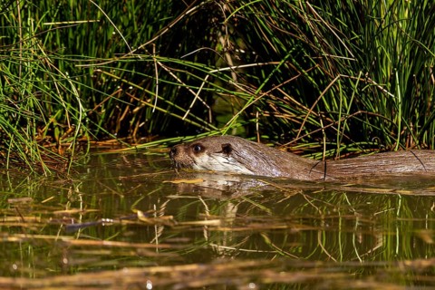 An otter swimming in the water camouflages itself in the reeds, European otter (Lutra lutra),