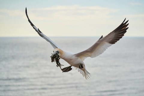 Northern gannet (Morus bassanus) flying over the sea with rivet material in the beak, landing