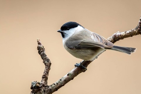 Marsh Tit (Poecile palustris) perched on a branch, Bialowieca National Park, Poland, Europe