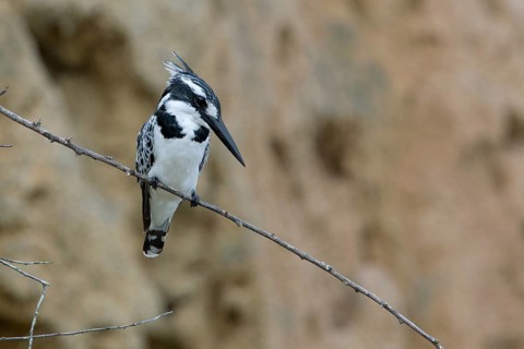 Pied Kingfisher (Ceryle rudis) female perched on a branch, Uganda, Africa