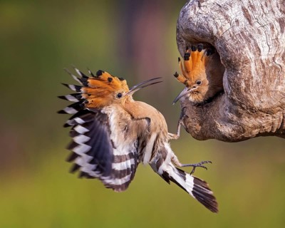 Eurasian Hoopoe (Upupa epops) at breeding cavity, Saxony-Anhalt, Germany, Europe
