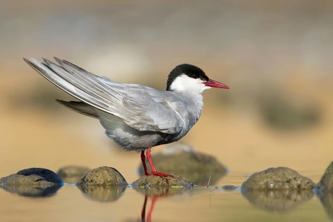 Whiskered Tern (Chlidonias hybrida), Victoria, Australia, Oceania
