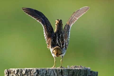 Common Snipe (Gallinago gallinago), Lower Saxony, Germany, Europe