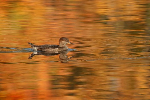 Hooded Merganser (Lophodytes cucullatus) juvenile, Ohio, USA, North America