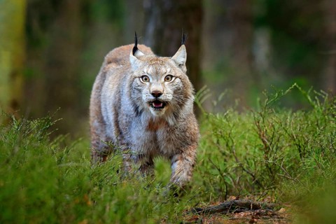Lynx in green forest. Wildlife scene from nature. Walking Eurasian lynx, animal behaviour in