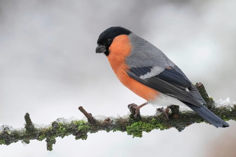 Eurasian Bullfinch (Pyrrhula pyrrhula) male perched on a branch, Lower Saxony, Germany, Europe