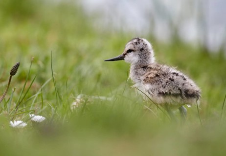 Pied Avocet (Recurvirostra avosetta) juvenile, Schleswig-Holstein, Germany, Europe