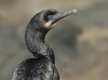 Brandt's Cormorant (Phalacrocorax penicillatus), British Columbia, Canada, North America