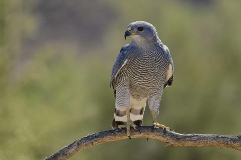Grey-lined Hawk (Buteo nitidus), Arizona, USA, North America