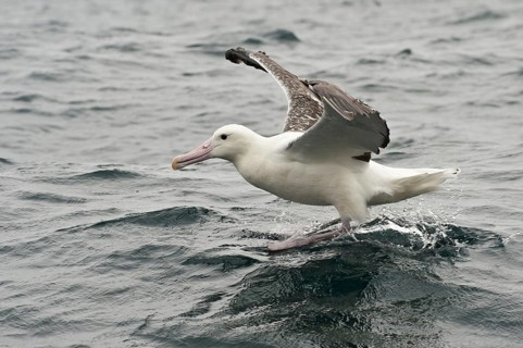 Southern Royal Albatross (Diomedea epomophora), New Zealand, Oceania
