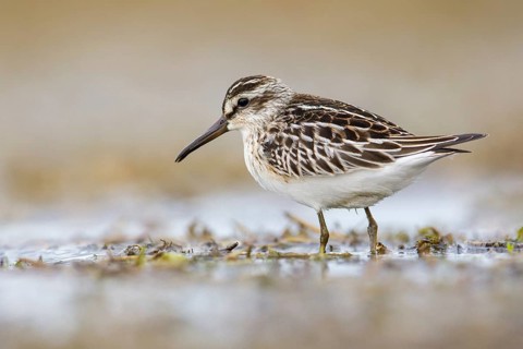 Broad-billed Sandpiper (Calidris falcinellus) foraging, Poland, Europe