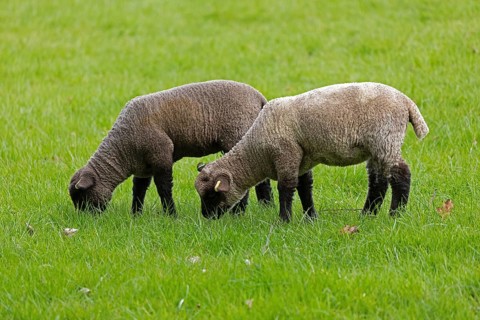 Lambs on pasture, Shottery, Stratford-upon-Avon, Warwickshire, England, Great Britain