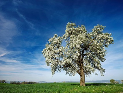 Flowering pear tree (Pyrus communis), Beinwil, Freiamt, Canton Aargau, Switzerland, Europe