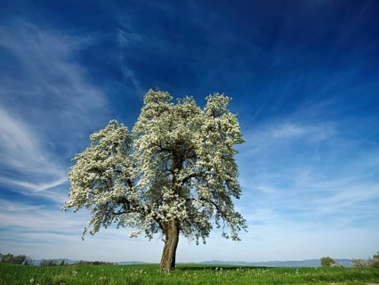 Flowering pear tree (Pyrus communis), Beinwil, Freiamt, Canton Aargau, Switzerland, Europe