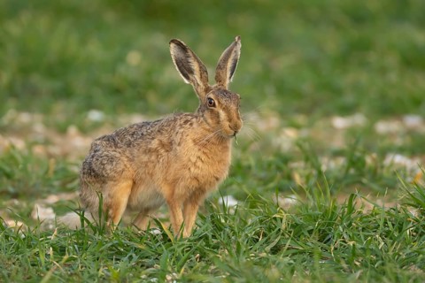 European brown hare (Lepus europaeus) adult animal feeding in a farmland cereal field, England,