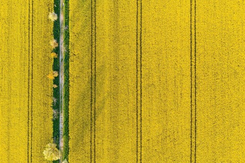 Avenue with blossoming fruit trees between rape fields, vertical aerial view in evening light,