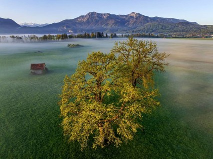 Aerial view, trees, light green leaves, oak, morning light, fog, mountains, sunny, spring,