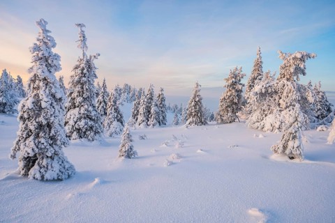 Winter landscape, Riisitunturi National Park, Posio, Lapland, Finland, Europe