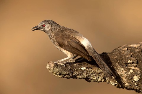 White-rumped Babbler (Turdoides leucopygia), Lake Langano, Ethiopia, Africa