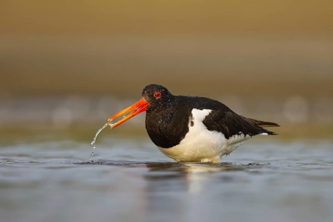 Eurasian Oystercatcher (Haematopus ostralegus) female drinking, North Rhine-Westphalia, Germany,