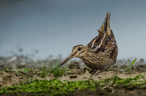 Common Snipe (Gallinago gallinago), Schleswig-Holstein, Germany, Europe