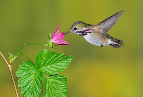 Calliope Hummingbird Male (Selasphorus calliope) - Victoria BC, Canada, North America