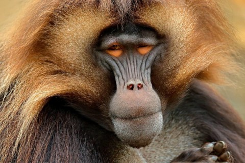 Gelada Baboon with open muzzle with tooths. Portrait of monkey from African mountain. Simien