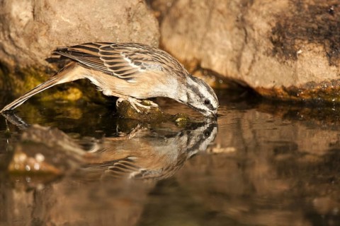 Rock Bunting (Emberiza cia), Castile-La Mancha, Spain, Europe