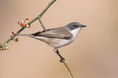 Lesser Whitethroat (Sylvia curruca) perched on a twig, Eilat, Israel, Asia
