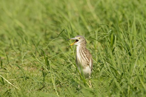 Chinese Pond Heron (Ardeola bacchus), Phetchaburi, Thailand, Asia