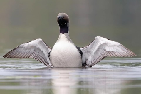 Black-throated Loon (Gavia arctica), Dalarna, Sweden, Europe