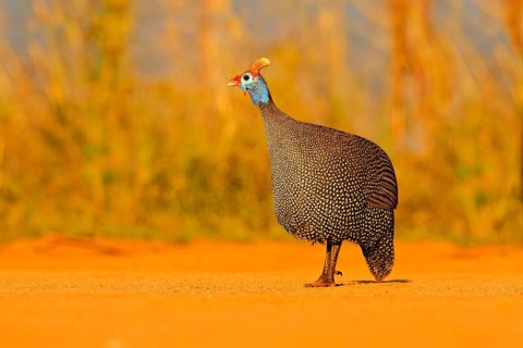 Helmeted guineafowl, Numida meleagris, bird on gravel road. Wildlife scene from African nature,