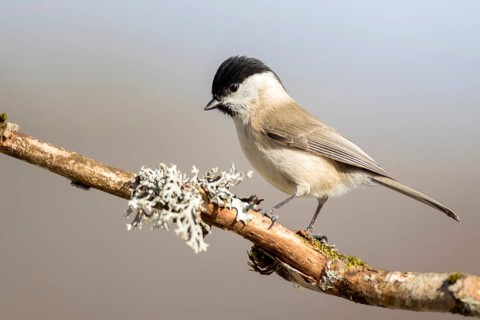 Marsh Tit (Poecile palustris), Castile-Leon, Spain, Europe